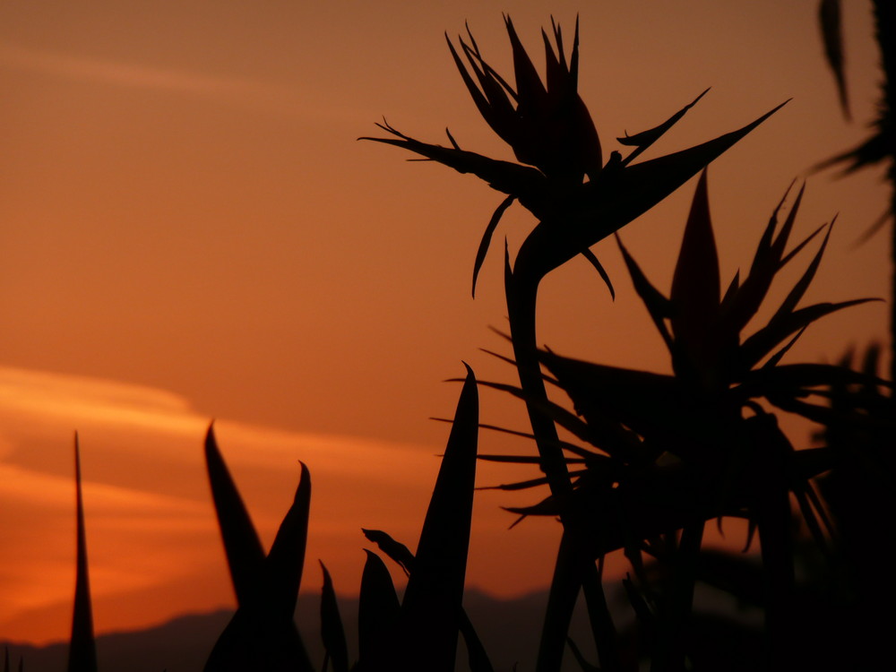 sunset in santa monica (again)