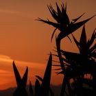 sunset in santa monica (again)