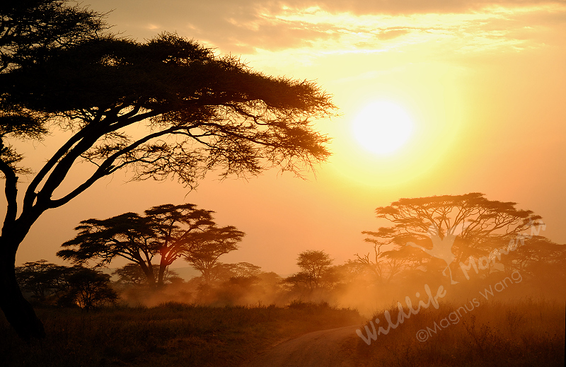 Sunset in Serengeti, Tanzania