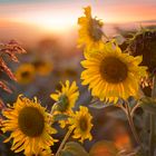 Sunset in sunflower field