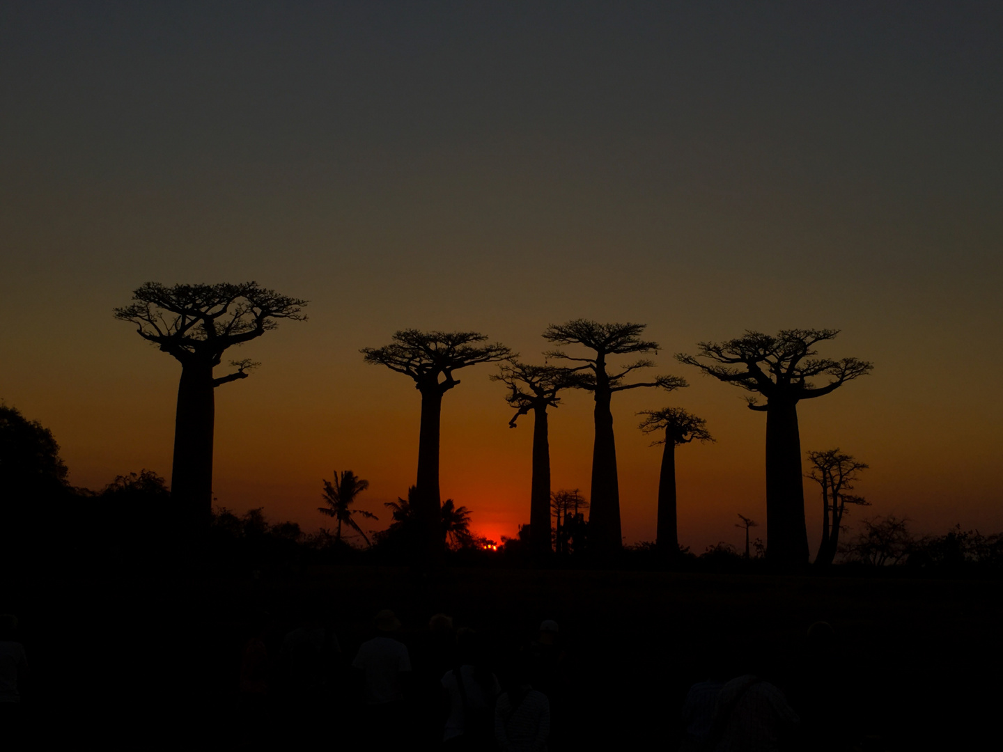 Sunset in the Baobab-Alley