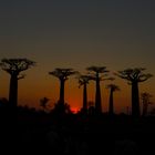 Sunset in the Baobab-Alley