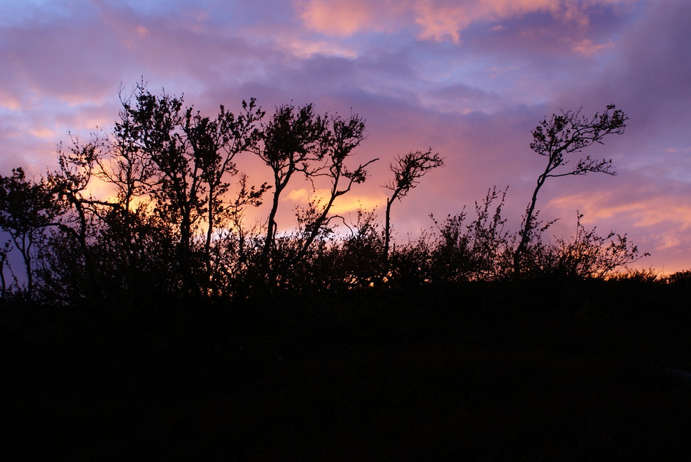 Sunset in the bush, Ammarnas Northern Sweden