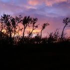 Sunset in the bush, Ammarnas Northern Sweden