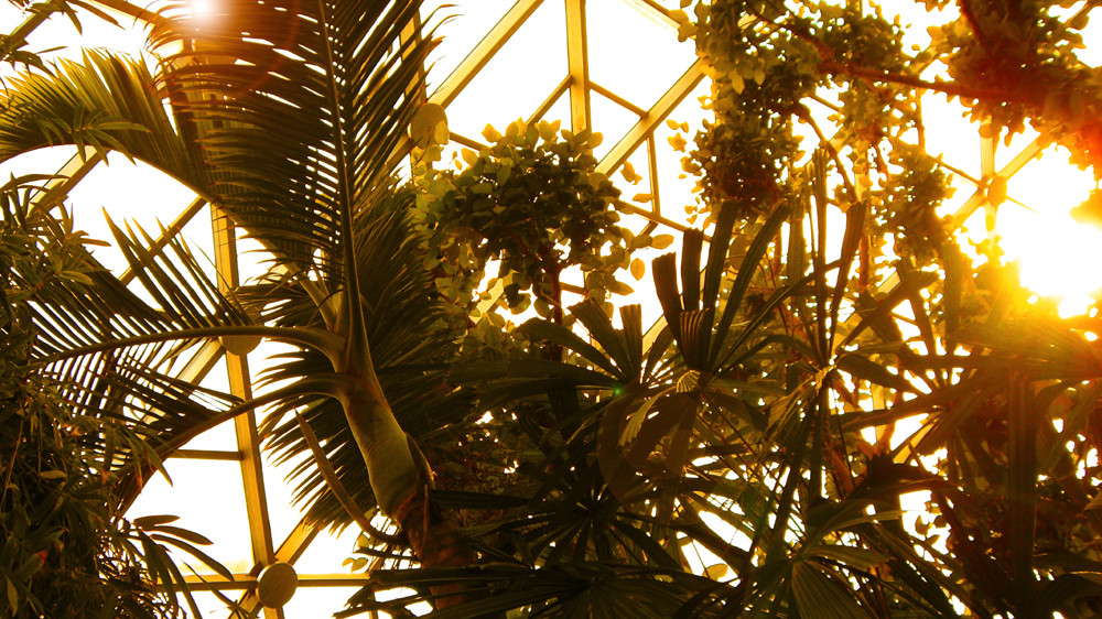 Sunset in the Climatron