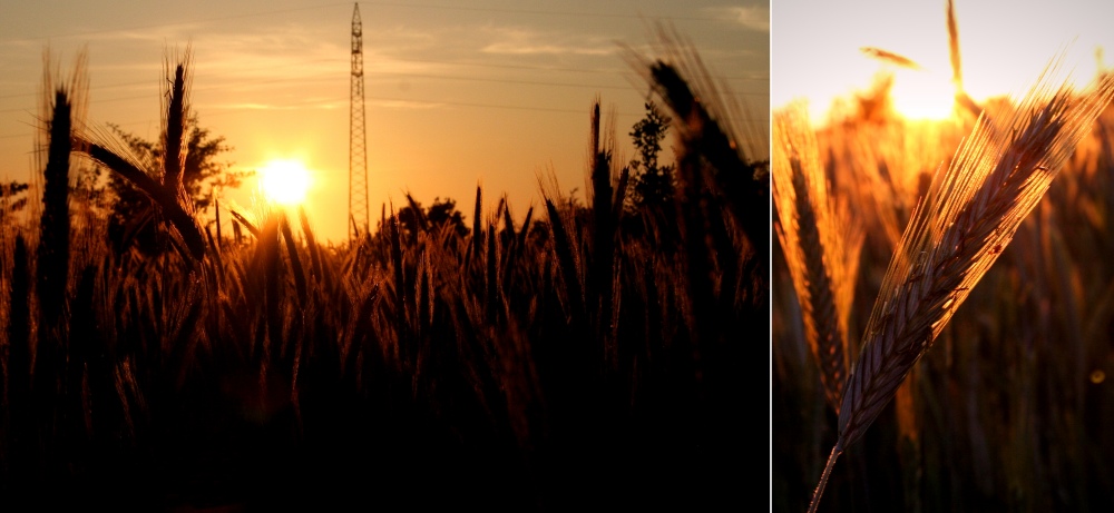 Sunset in the cornfield