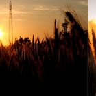 Sunset in the cornfield