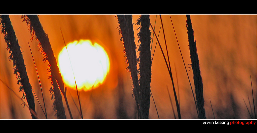 Sunset in the dunes