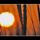 Sunset in the dunes