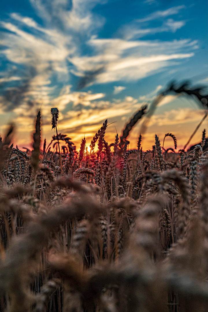 Sunset in the field