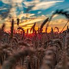 Sunset in the field