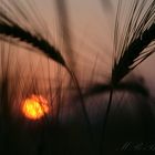 Sunset in the fields