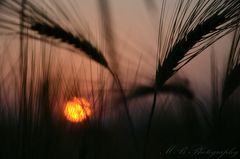 Sunset in the fields