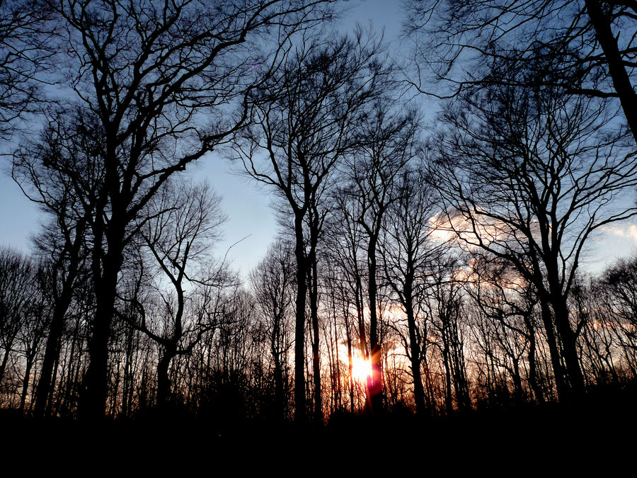 sunset in the forest