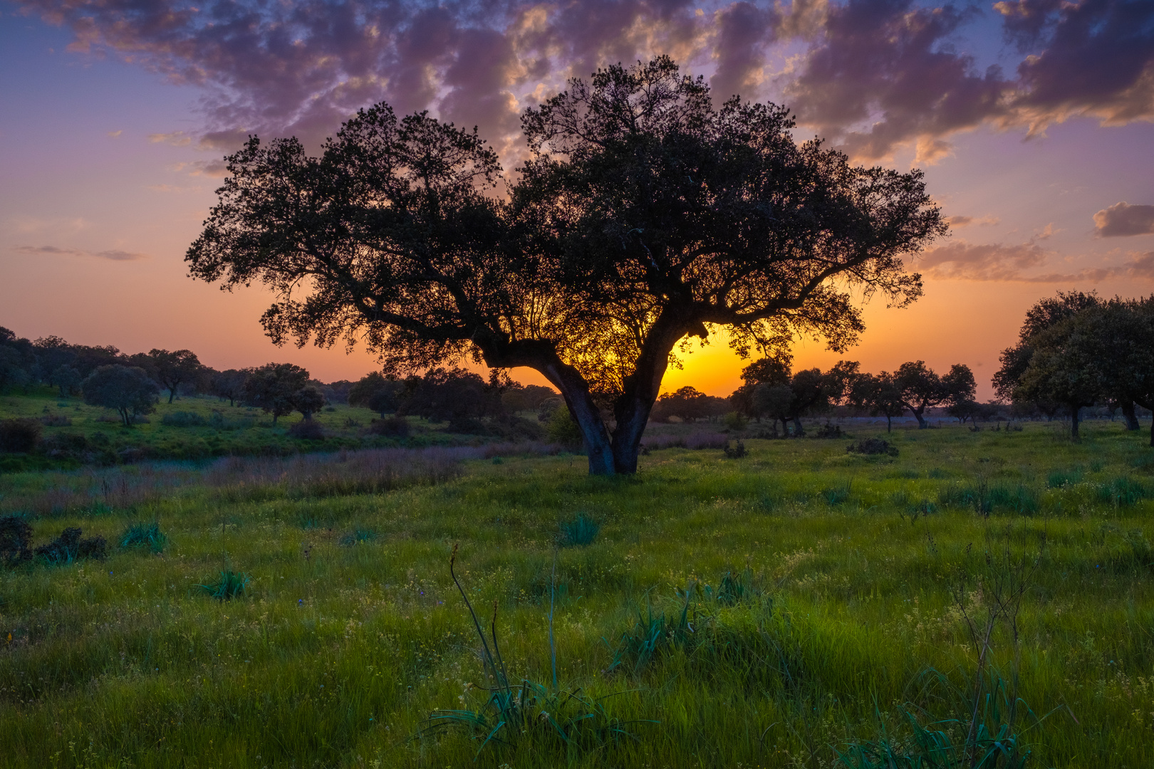 sunset in the forest