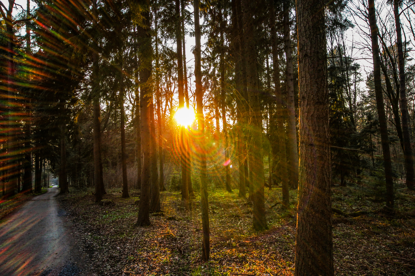 Sunset in the forest