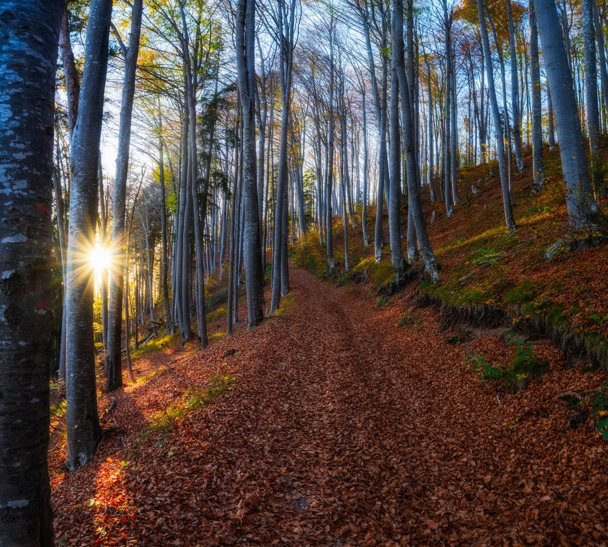 Sunset in the forest