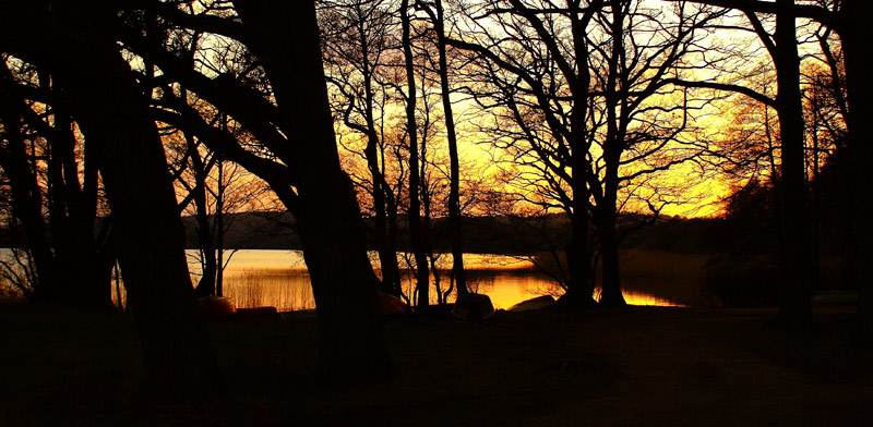 sunset in the forrest lake