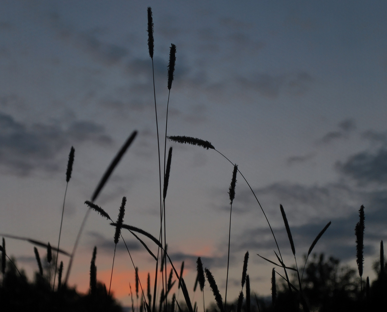 Sunset in the grass...