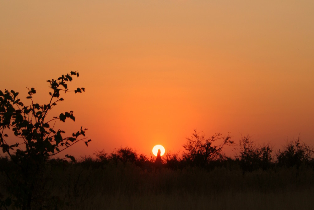 sunset in the okavango delta