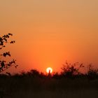 sunset in the okavango delta