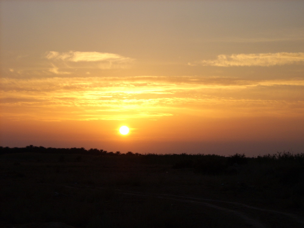 Sunset in the Palm trees field