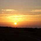 Sunset in the Palm trees field