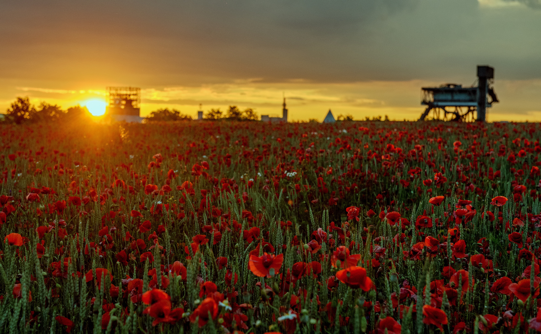 sunset in the Poppyfield