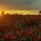 sunset in the Poppyfield