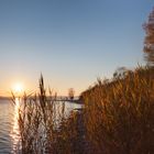 Sunset in the Reeds I