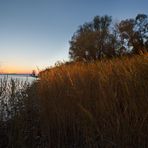 Sunset in the Reeds II