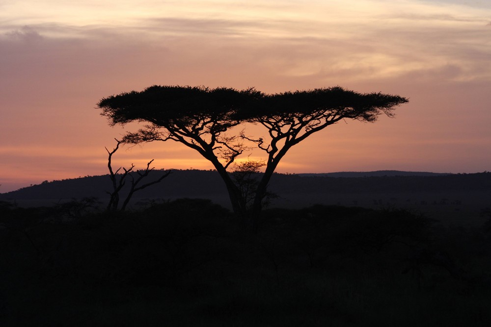 Sunset in the Serengeti (Tanzania)