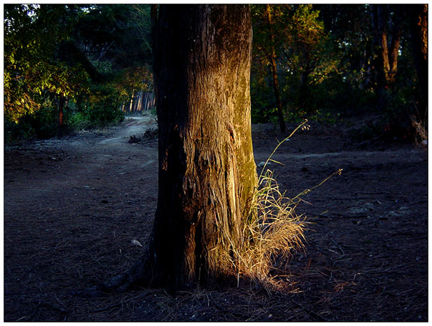 Sunset in the Tree