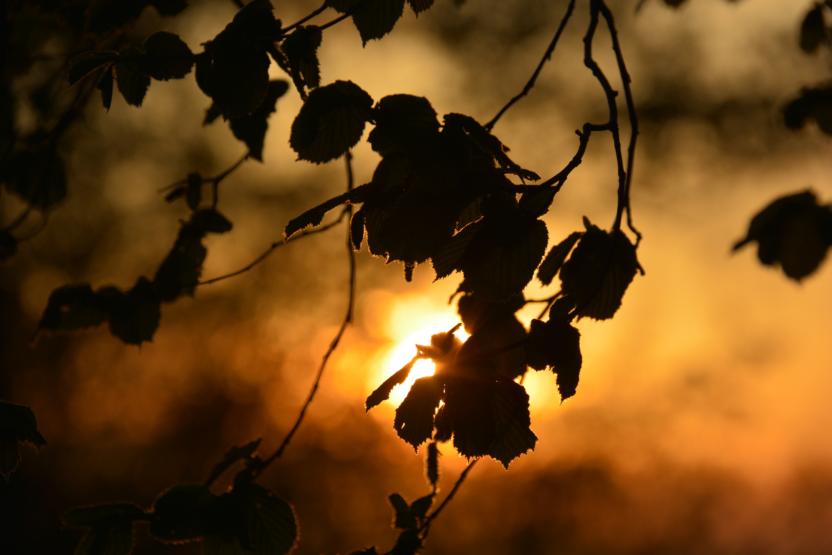 Sunset in the trees