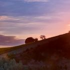 Sunset in the vineyards