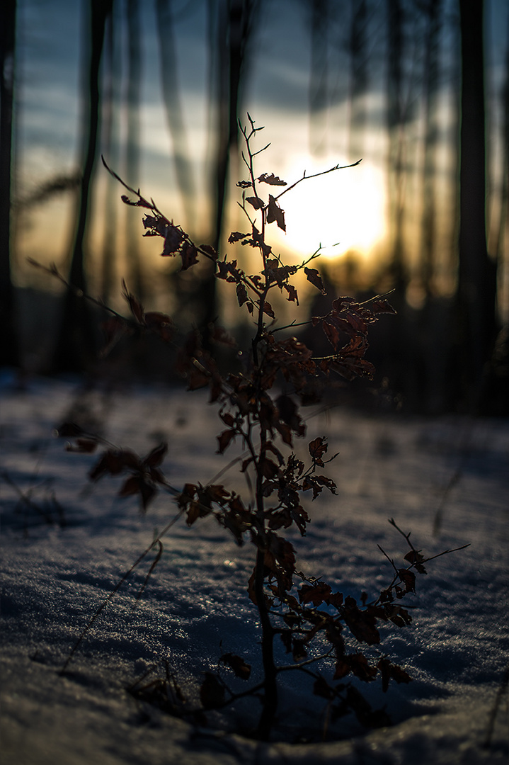 Sunset in the Winter