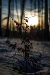 Sunset in the Winter