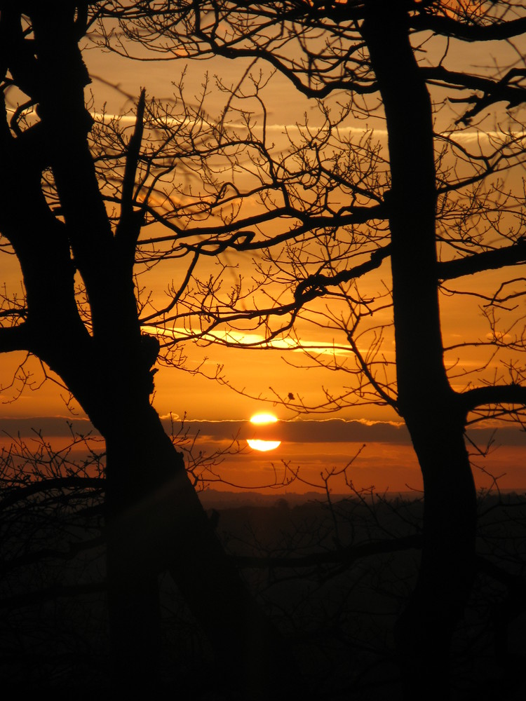 Sunset in the woods