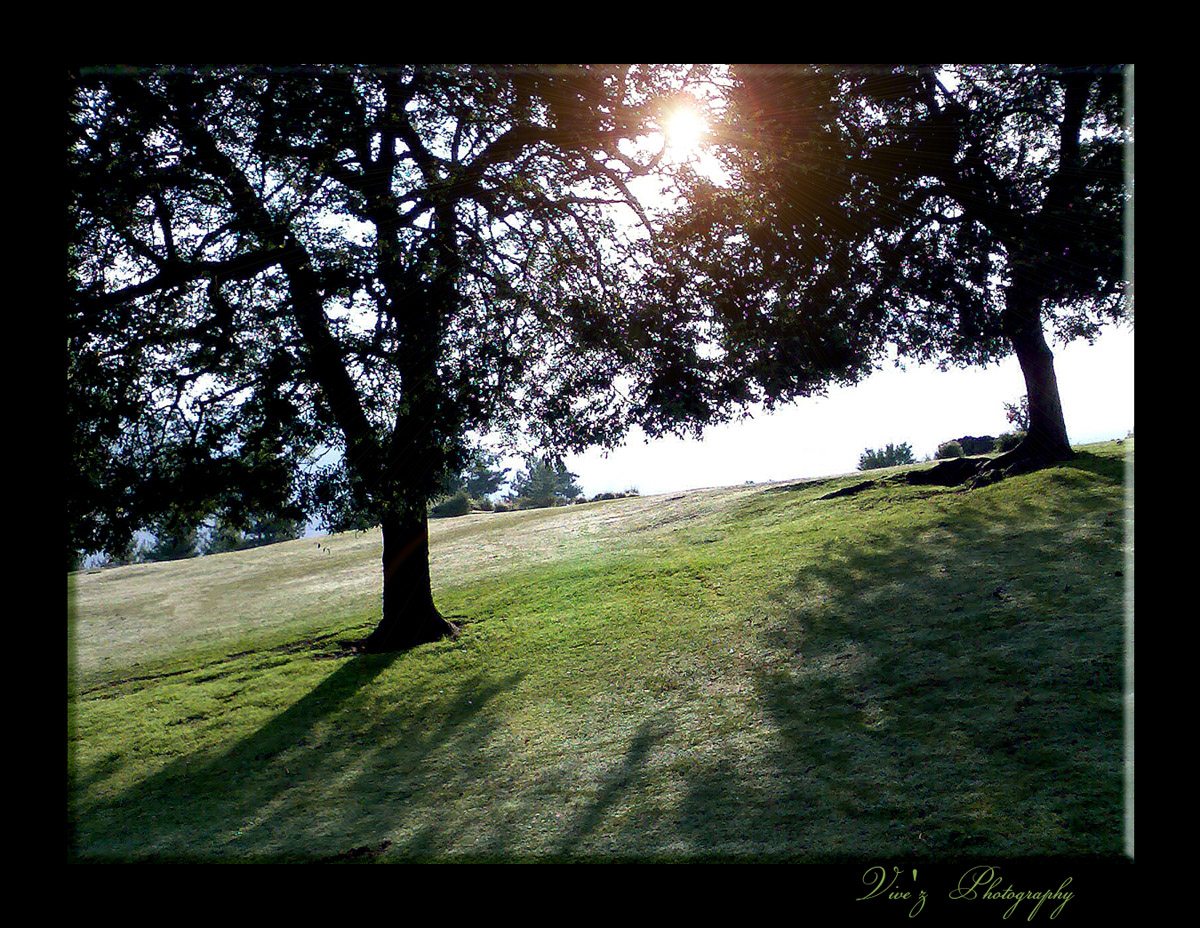 sunset in tree