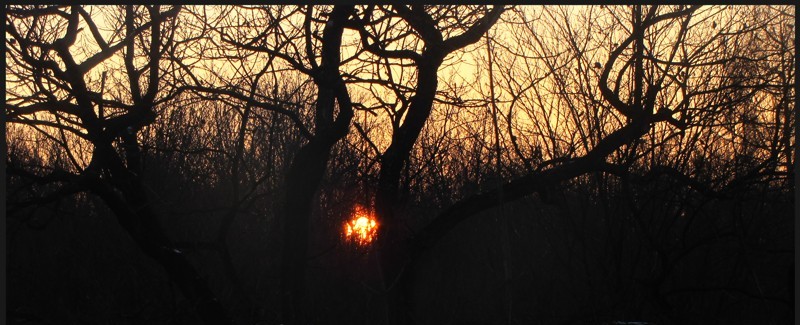 Sunset in trees