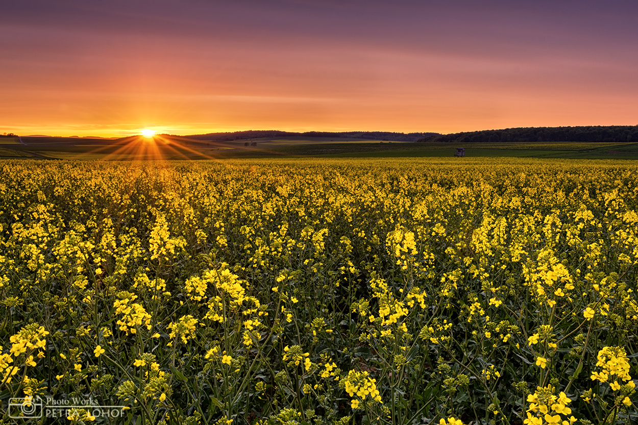 Sunset in Yellow