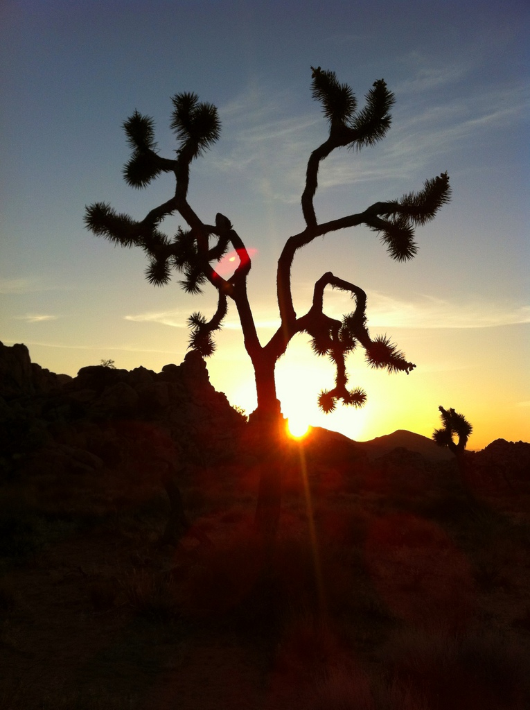 Sunset @ Joshua Tree Nat. Park