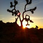 Sunset @ Joshua Tree Nat. Park