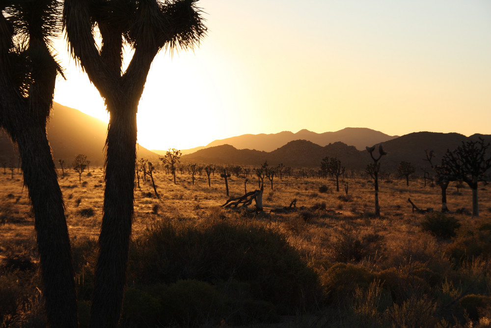 Sunset @ Joshua Tree NP