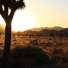 Sunset @ Joshua Tree NP