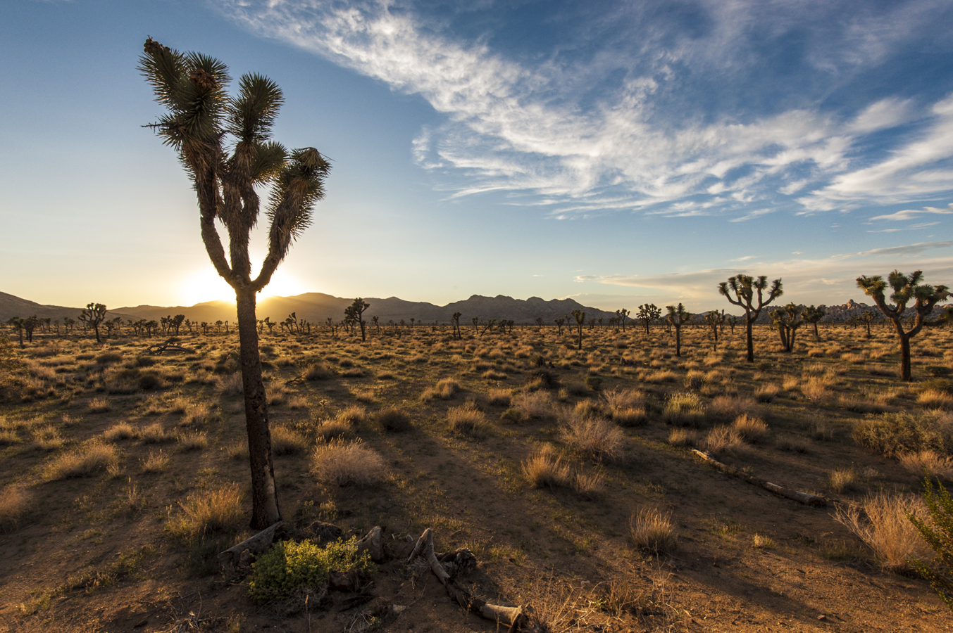 Sunset @ Joshua Tree N.P.