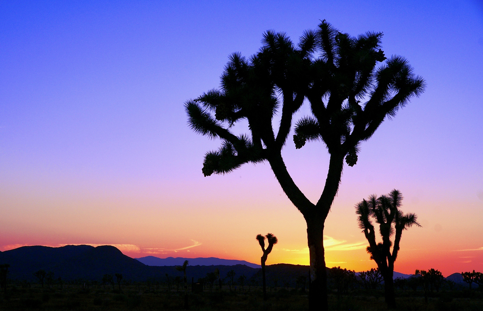 Sunset @Joshua Tree NP