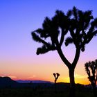 Sunset @Joshua Tree NP