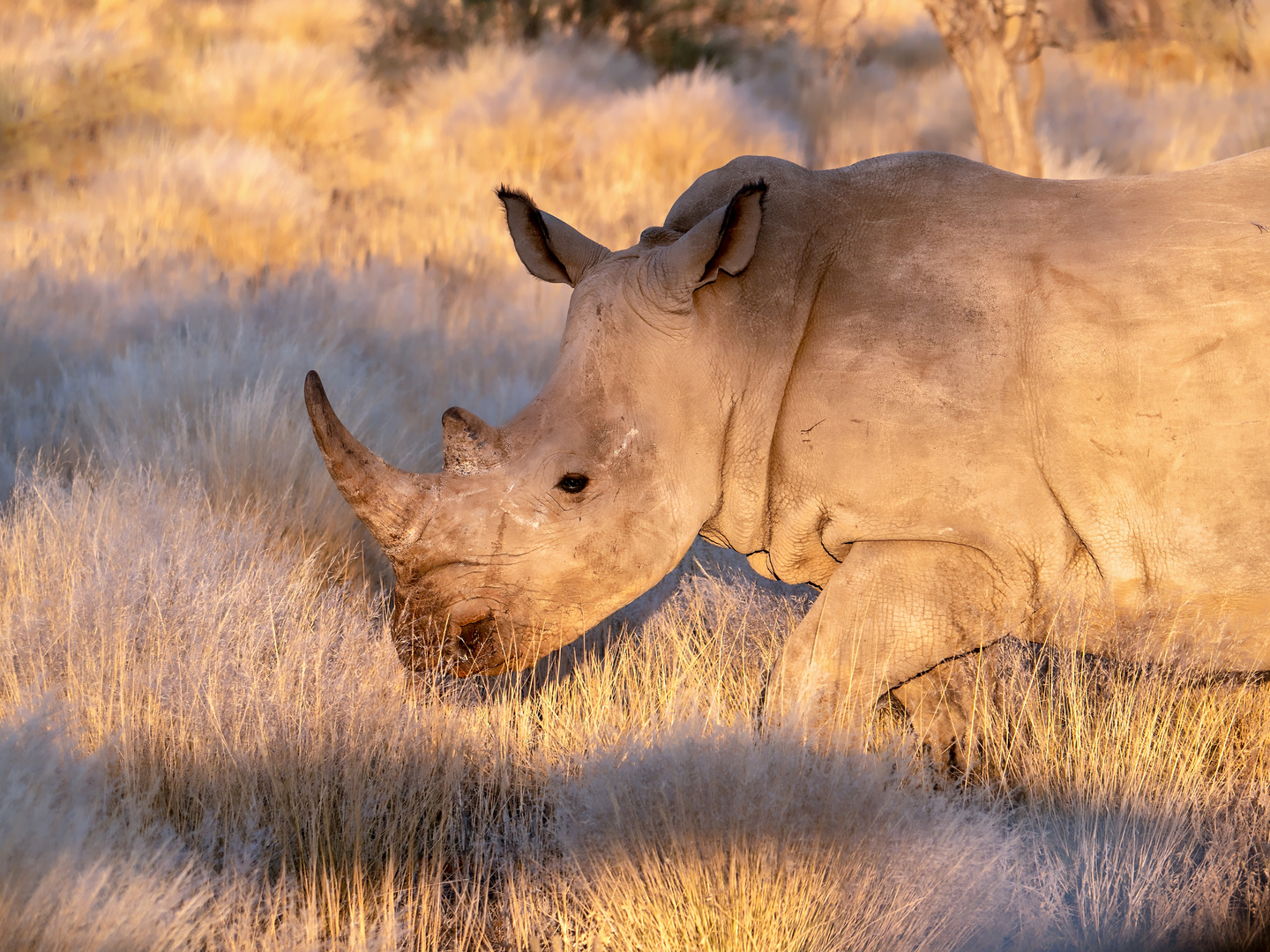 Sunset Kalahari