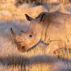 Sunset Kalahari